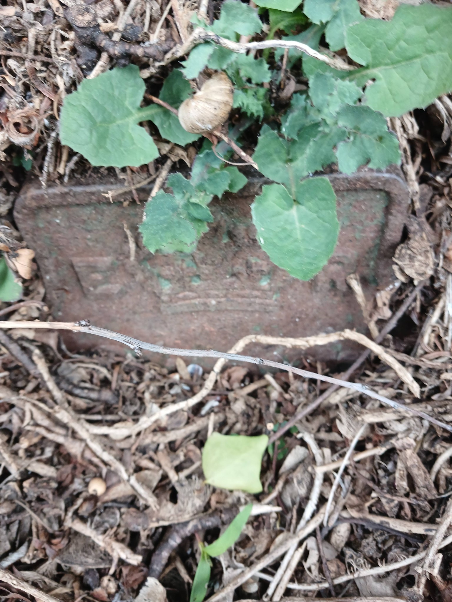 Telegraph cable marker post at 58 Hamilton Road, Taunton by Stephen Walden 
